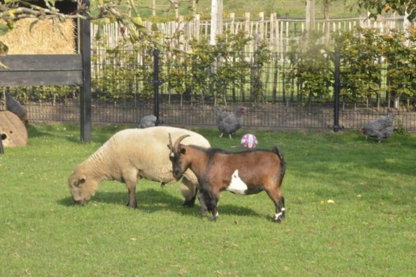 Landelijk Utrecht - foto 31