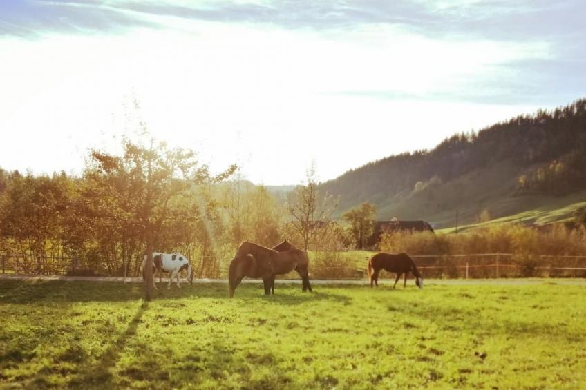 B & B auf dem Bauernhof - foto 12