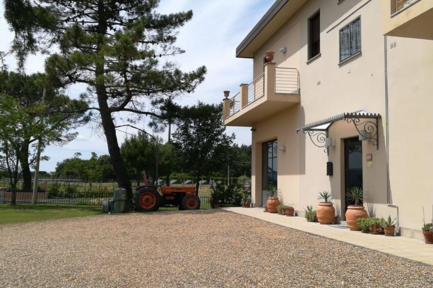 Flache Kornblume - foto 13