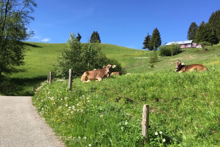 Sehnsucht Allgäu - foto 17
