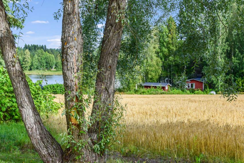 Petäjäniemi - foto 47