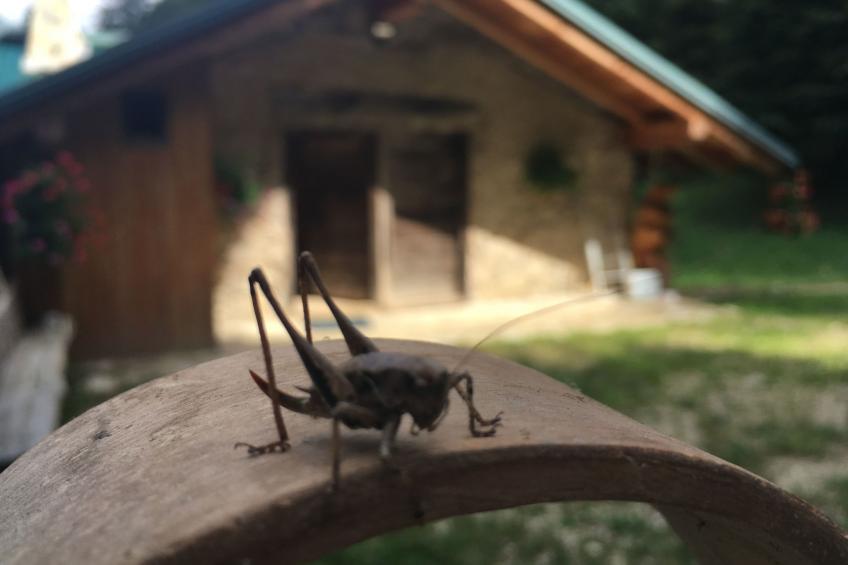 mit Sauna in Pieve Di Bono - foto 31