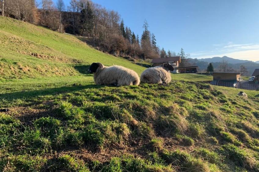 Chalet Felsli - foto 12