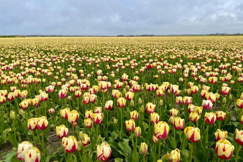 Zon in de duinen - 33 - foto 27