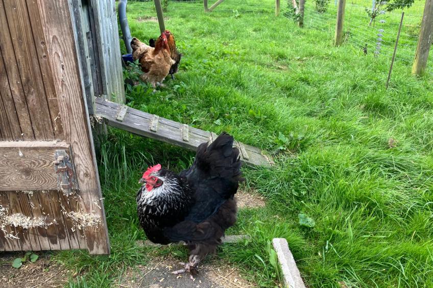 Gemütliche Ferienwohnung in Brodersby-Schönhagen - foto 27