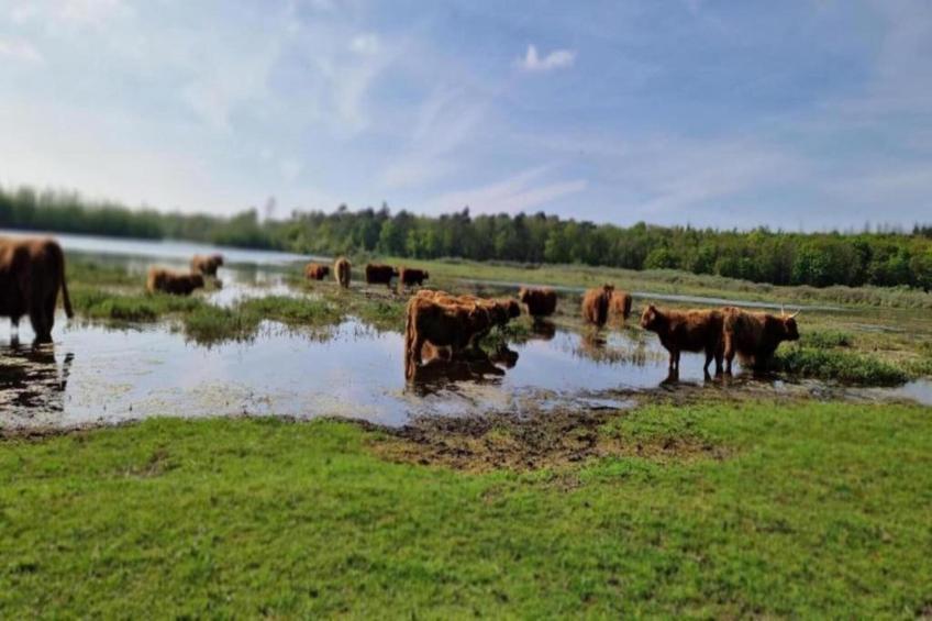 Recreatiepark Wiringherlant - foto 34