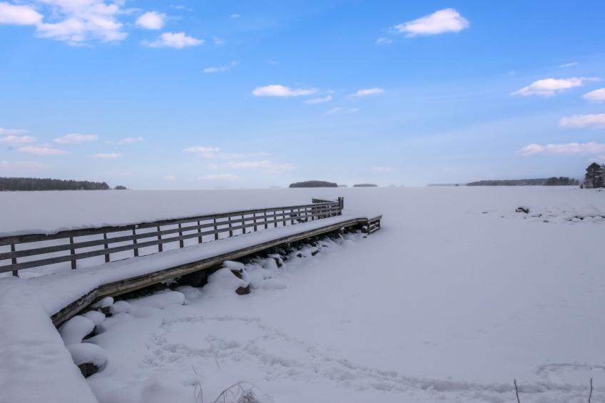 Luhtalemmikki - foto 22