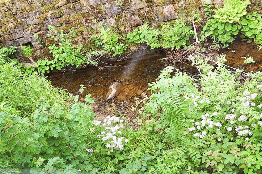 Chalet an der Bode - foto 11
