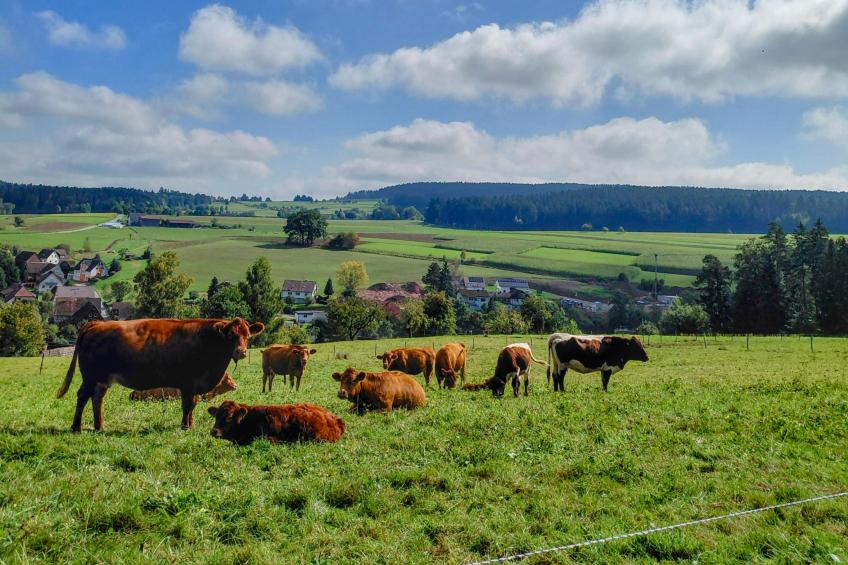 Waldacher Hof - foto 11