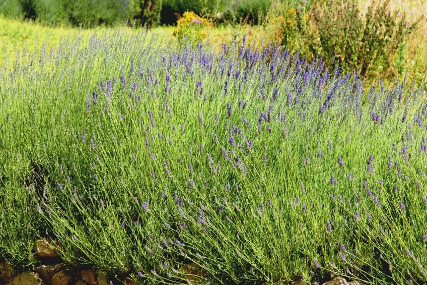 Anwesen "Frantoio" mit Infinity-Pool - foto 27