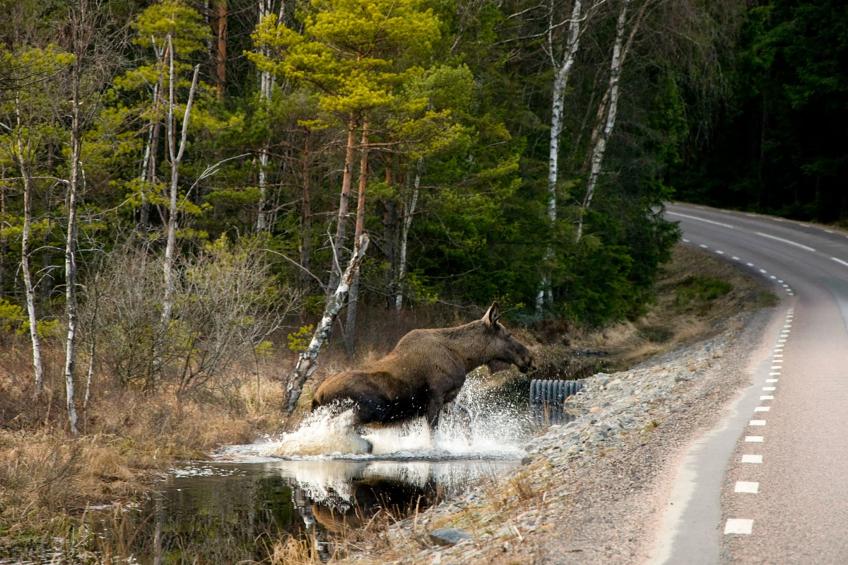 Schwedisches Glück, zwischen Wäldern und einem See - foto 32