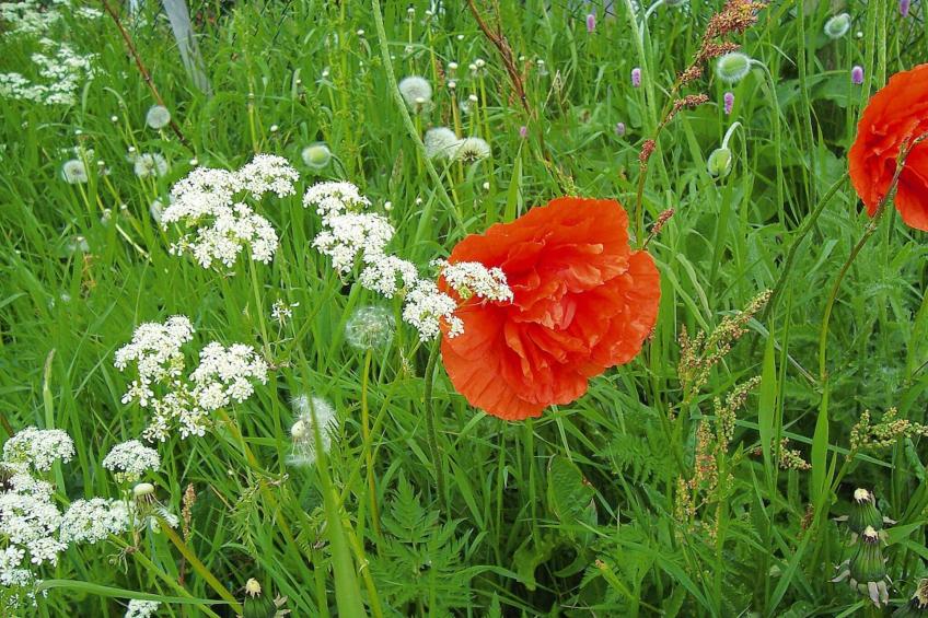 Holiday flat, Hornberg - foto 10