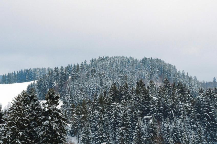 Kombination Bärenhütte Hirschblick 8 Erw 2 Kinder - foto 34
