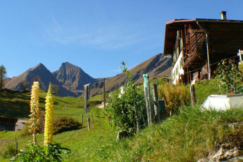 BioHof Casutt, Tenna, (Tenna), 06002B - foto 9