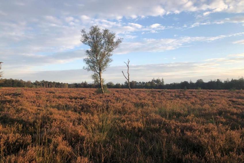 Heivlinder 4+2p - foto 36