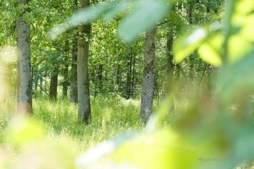 Le Bonheur - foto 32