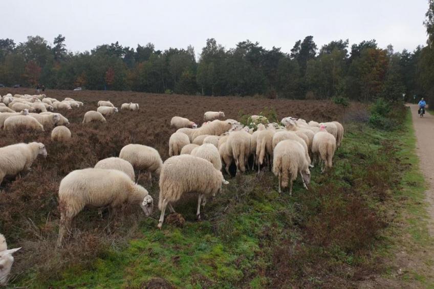 Vlindervallei Boshuis 16p - foto 34