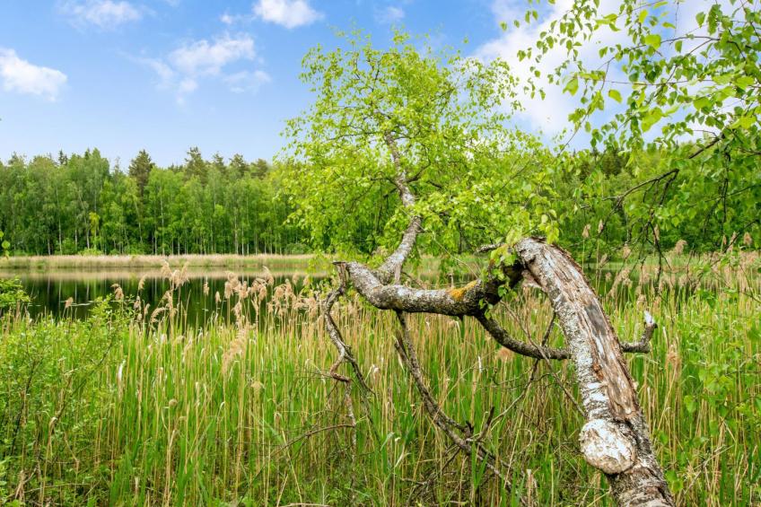 Käpälämäki - foto 17