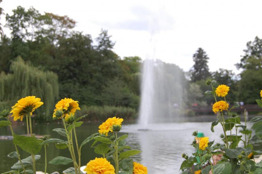 Rose Terrace - foto 14