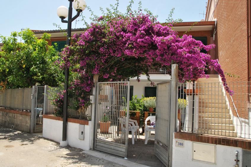 Bouganville - foto 26
