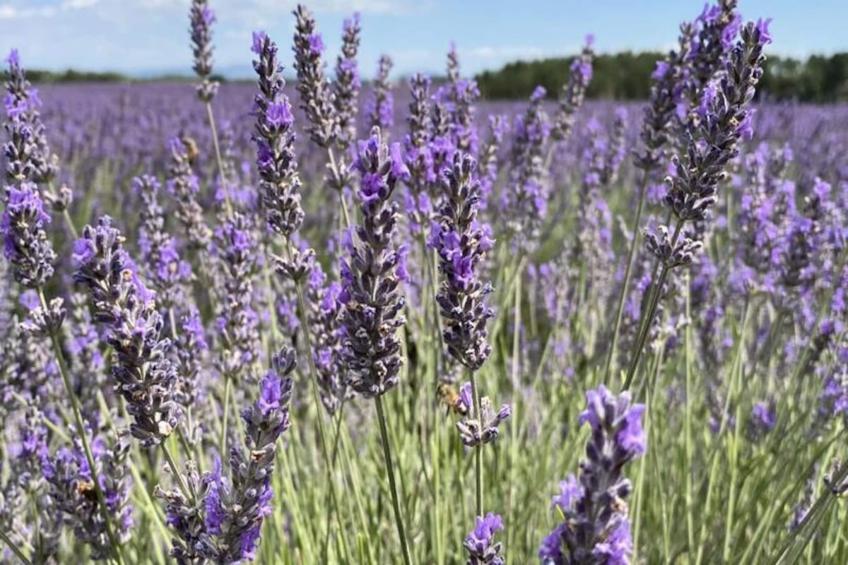 Magnifique Appartement Au Cœur Des Champs De Lavande - 6 - 7 Personnes - foto 4