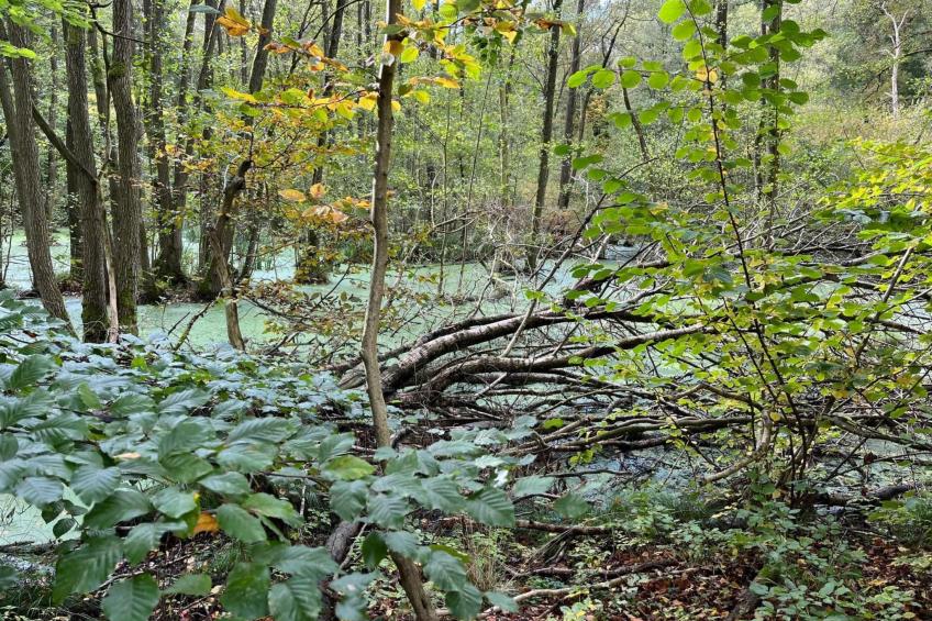 Landurlaub Mecklenburgische Seenplatte b. Waren Müritz - foto 25