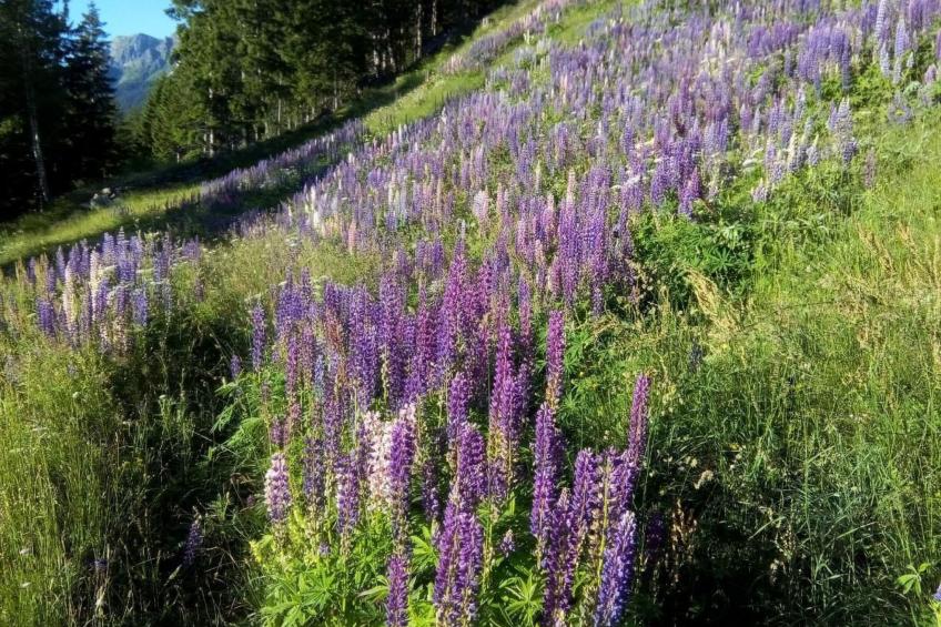 Alpe Monte Massella - foto 45