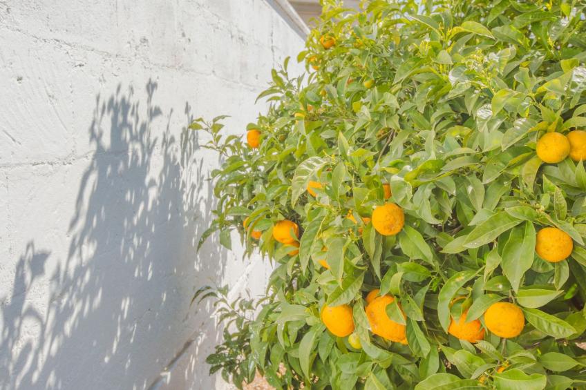 Valentina's Haus - foto 5