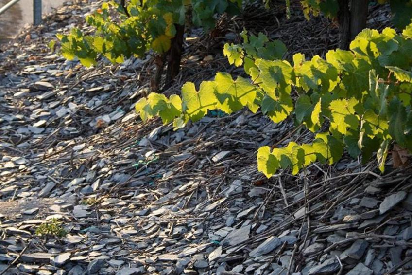 Ferienhaus der Saison an der Mosel - foto 39