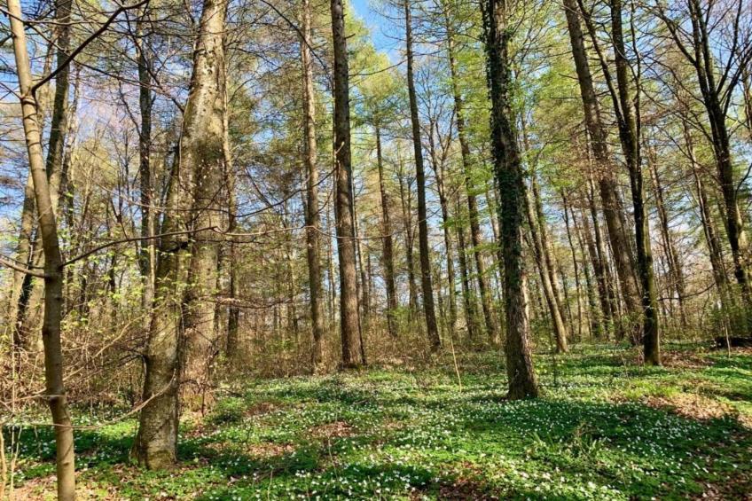 Ferienhaus Kronenburger See - foto 33