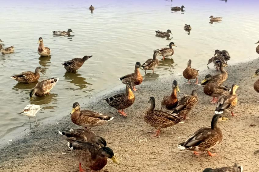 "Paradise Star Bobolin" - foto 35