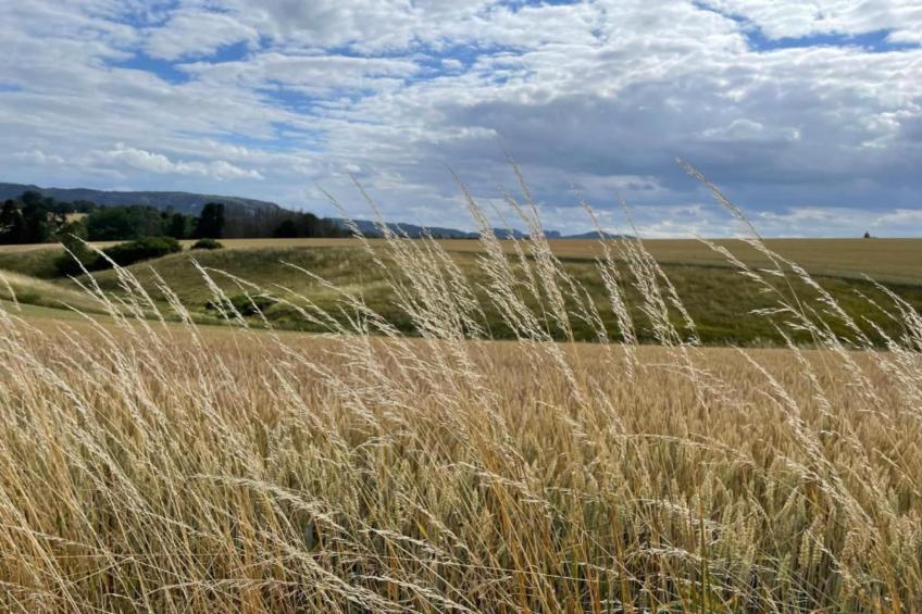 Ferienwohnung in Kamenz - Sachsen - foto 30