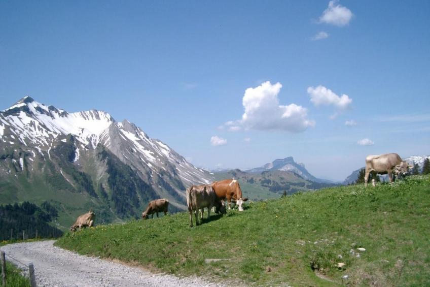 Steinadler - foto 13