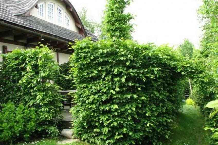 "Sunshine Apartment" - foto 4