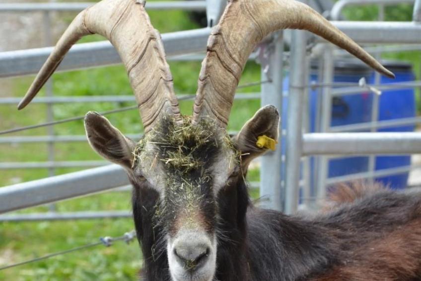 Biohof Furn - foto 19