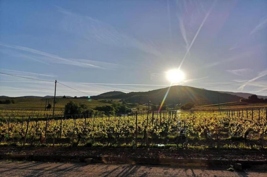 Le Domaine des Rois - foto 33