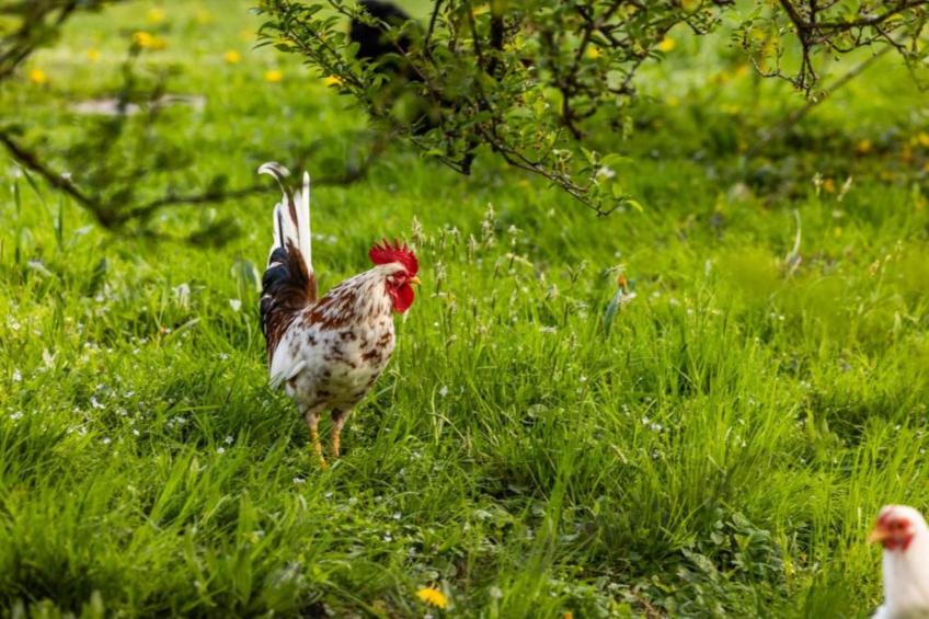 Schönau am Königssee - foto 31