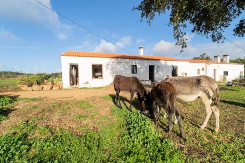 Casinha Da Paz - foto 18