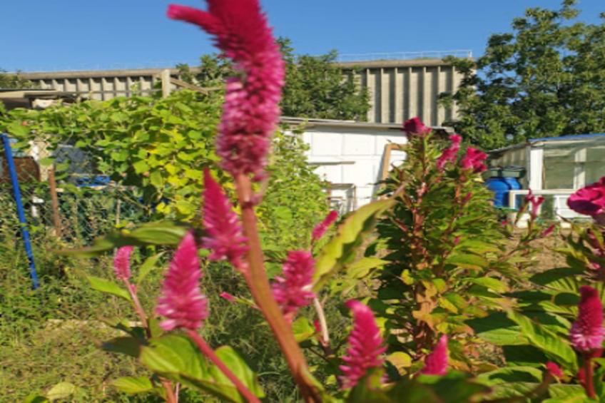 Appart'hôtel Odalys City Bioparc - foto 26