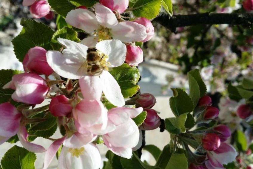 Roomantic Apartment für 4 Personen - foto 38