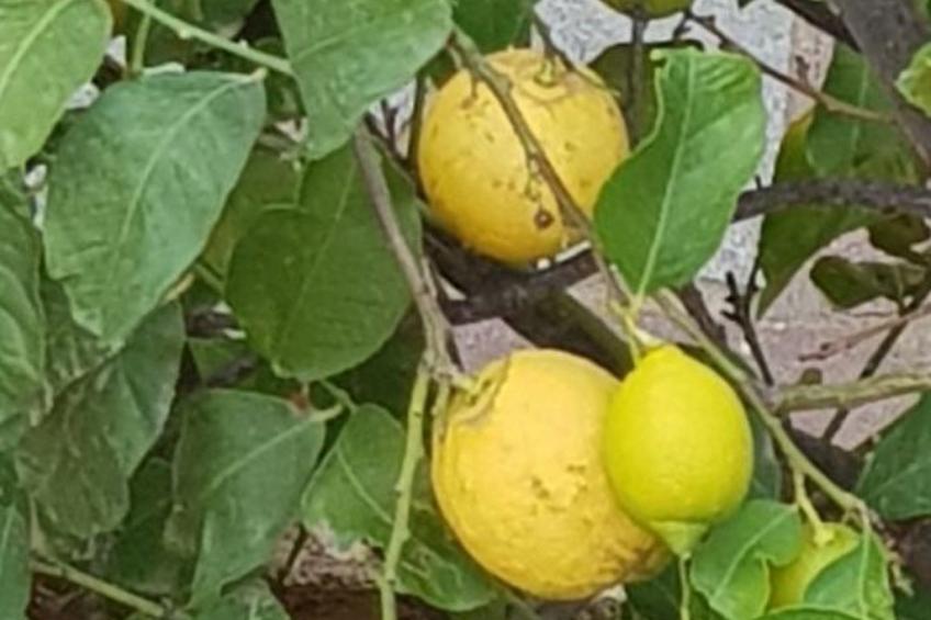 Casa Niu Crobu - foto 25