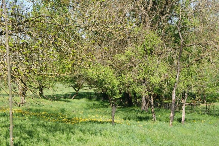 Chalet - LA HOUBE DABO - foto 38