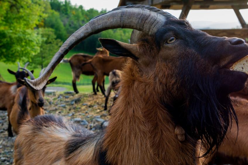'Gianna' mit Terrasse - foto 22