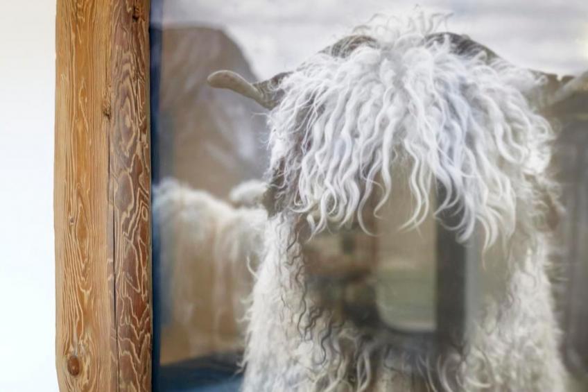 Schwarzhorn - foto 14