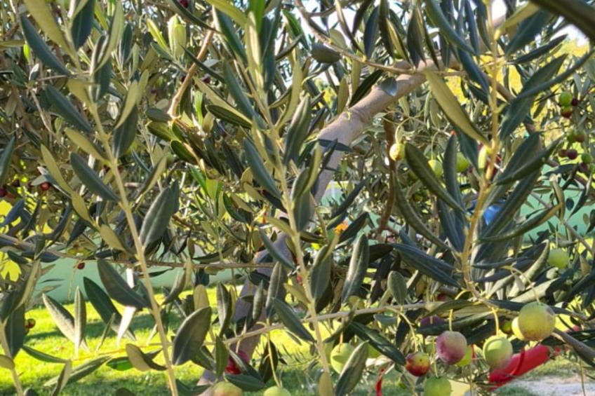 Villa Popovića Dvori -  Six Bedroom Villa with Pool - foto 153