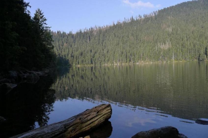 Wilder Wein - foto 36