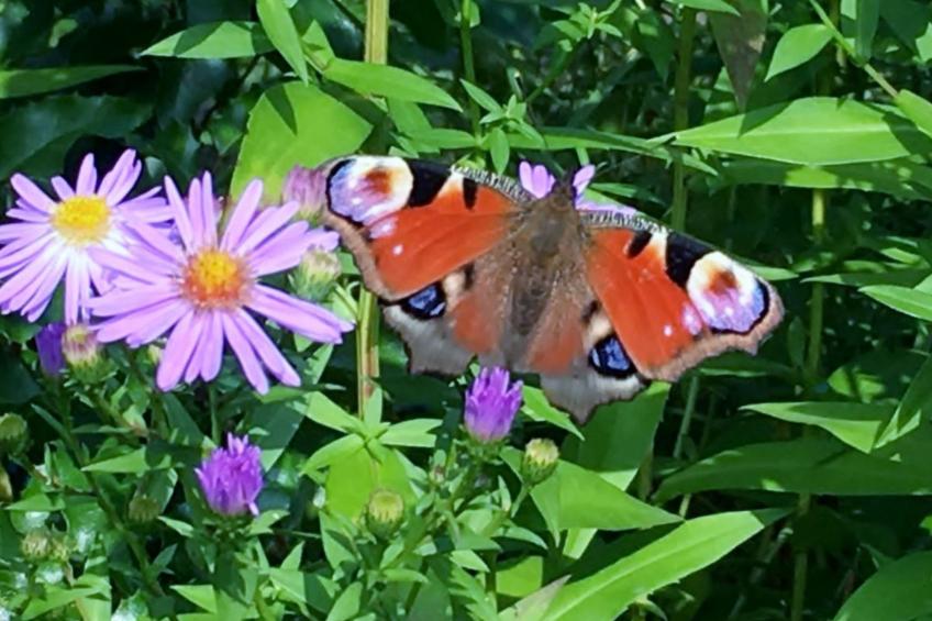 Löwenzahn - foto 25