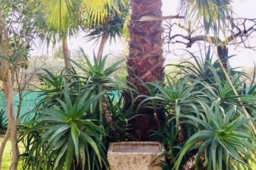 für 4 Personen in Algoz, Algarve - foto 23