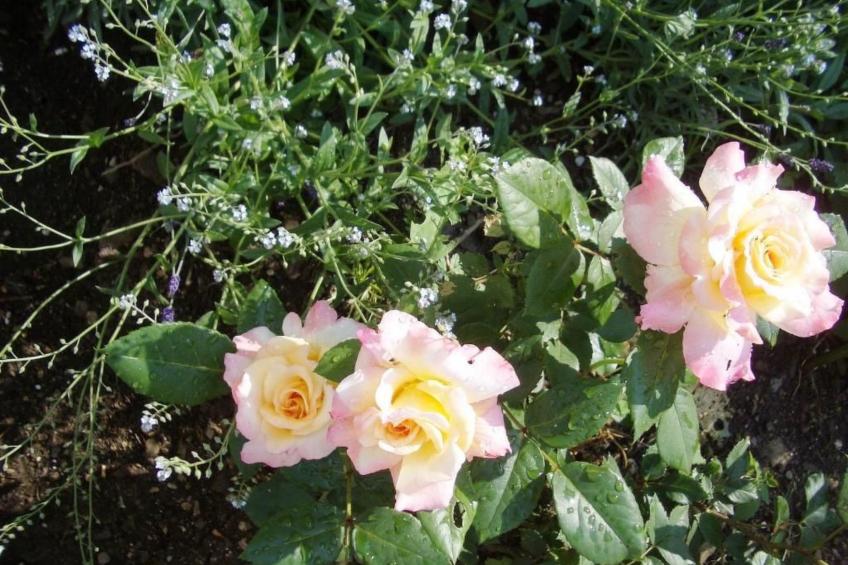 Black & White - foto 13