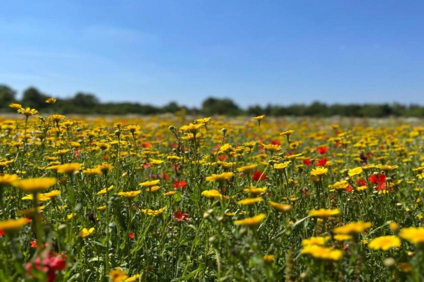 De Vrije Vogel - foto 35